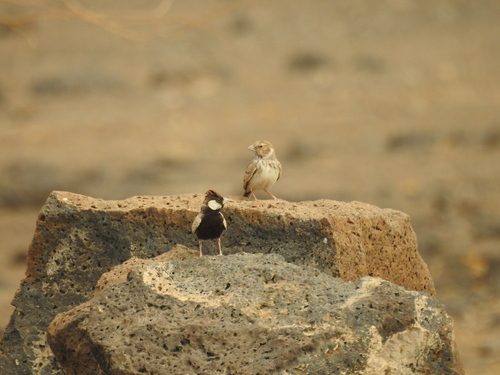 Black-crowned Sparrow-Lark