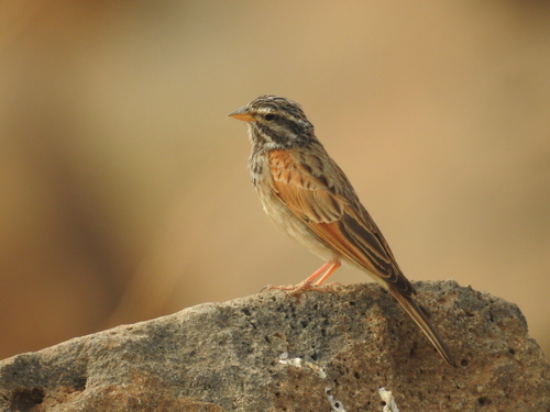 Cinnamon-breasted Bunting