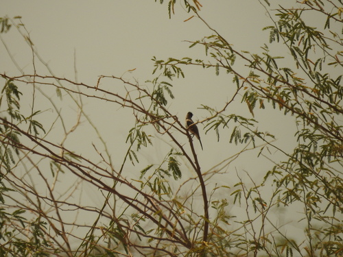 Common Bulbul