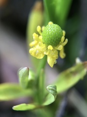 Ranunculus sceleratus