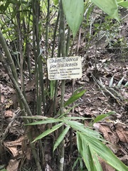 Chamaedorea pochutlensis