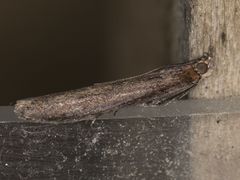 Ancylosis albipenella