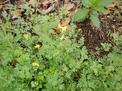 Corydalis curvisiliqua