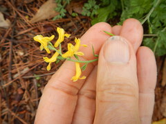 Corydalis curvisiliqua
