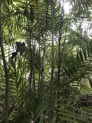 Chamaedorea pochutlensis