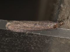 Ancylosis albipenella