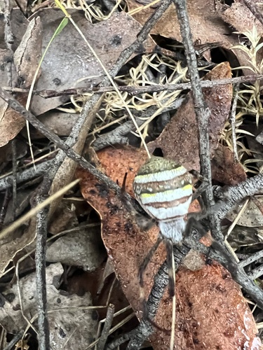Saint Andrew's Cross Spider