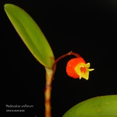 Mediocalcar uniflorum
