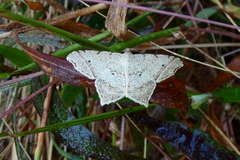 Macaria perpendiculata