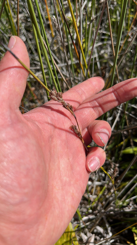 Common Twig Rush (Machaerina rubiginosa)