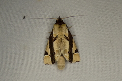 Calledema contingata