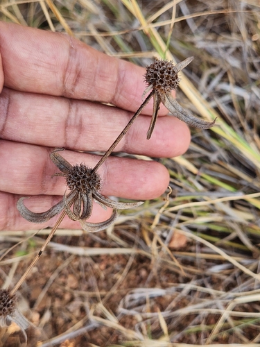 Spermacoce pusilla observed 2026-01-21