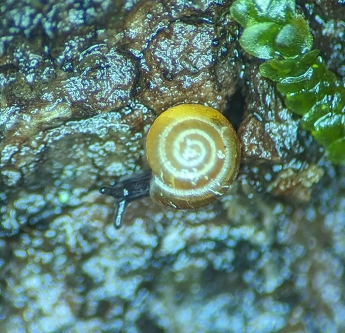 Punctum randolphi observed 2026-03-05