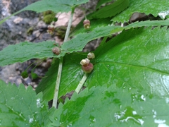 Scrophularia lateriflora