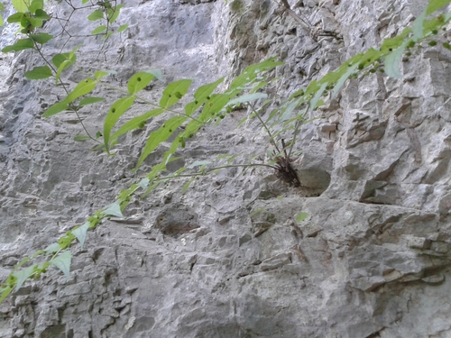 Scrophularia lateriflora, photograph 1