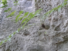 Scrophularia lateriflora, photograph (c) нина рафаиловна, some rights reserved (CC BY)