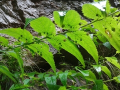 Scrophularia lateriflora, photograph (c) нина рафаиловна, some rights reserved (CC BY)