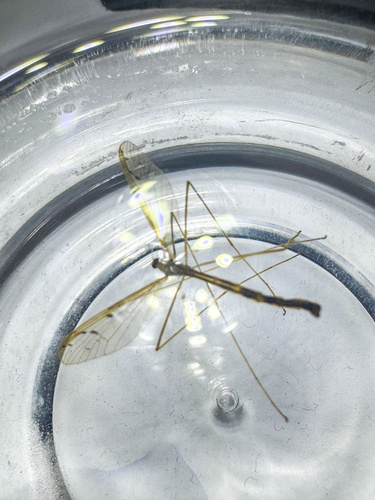 Unknown species found near Arcata, CA, USA