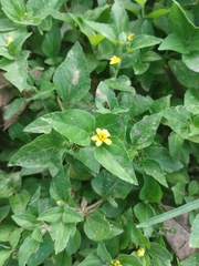 Calyptocarpus vialis