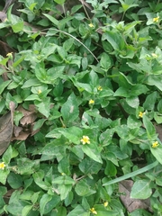 Calyptocarpus vialis