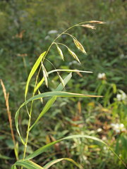 Bromus latiglumis