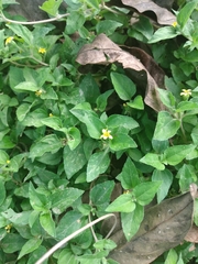 Calyptocarpus vialis