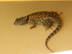 Sceloporus torquatus torquatus