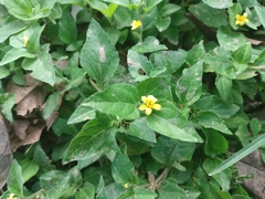 Calyptocarpus vialis