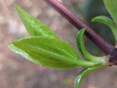 Philadelphus schrenkii