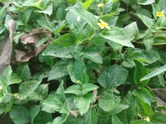 Calyptocarpus vialis