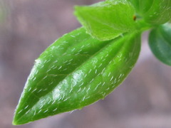 Philadelphus schrenkii