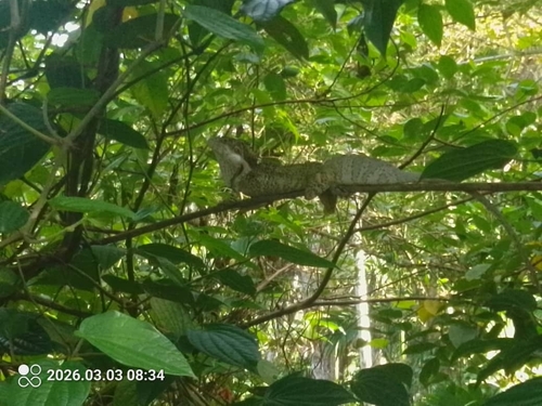 Hypsilurus papuensis observed 2026-03-07