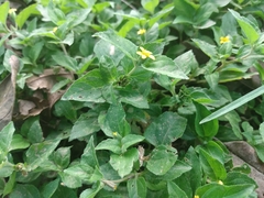 Calyptocarpus vialis