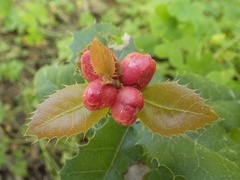 Plagiotrochus quercusilicis