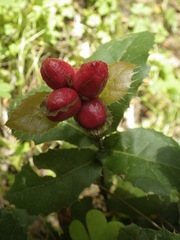 Plagiotrochus quercusilicis