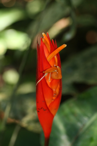 Heliconia densiflora, photograph 6