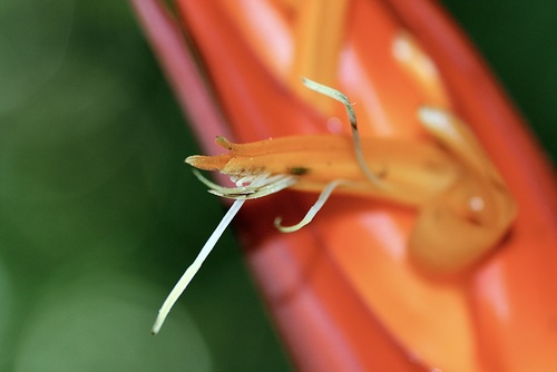 Fire Flash (Heliconia densiflora)