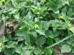 Calyptocarpus vialis