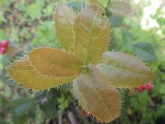 Plagiotrochus quercusilicis