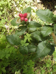 Plagiotrochus quercusilicis