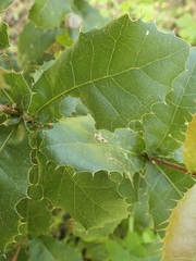 Plagiotrochus quercusilicis