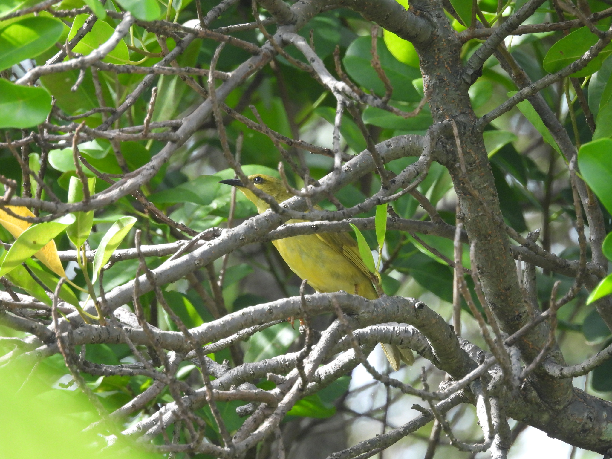 Yellow Honeyeater (Stomiopera flava), photo 4