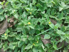 Calyptocarpus vialis