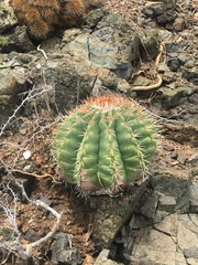 Melocactus intortus
