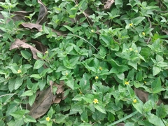 Calyptocarpus vialis