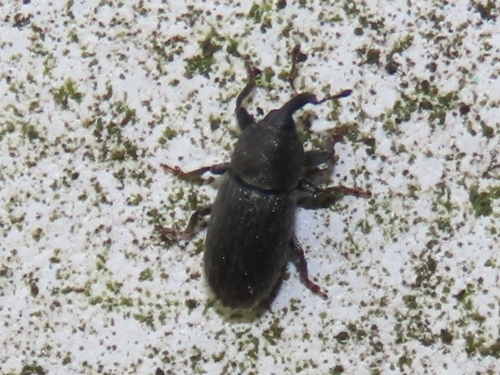 Stem Miner Weevil, Voorschoten, Nederland, photo 6 of 10