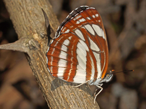 Pallas' Sailer, Termalquelle Rupi, Petrich, Strumatal, Bulgarien, photo 8 of 10