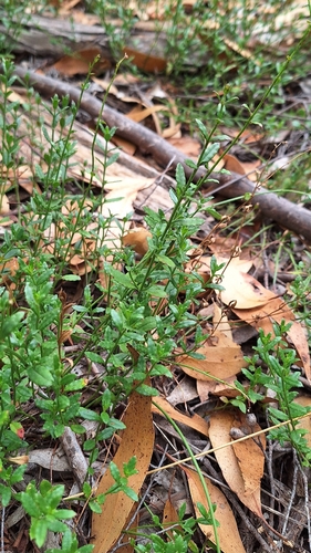 Common Raspwort (Gonocarpus tetragynus)