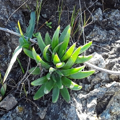 Dudleya abramsii