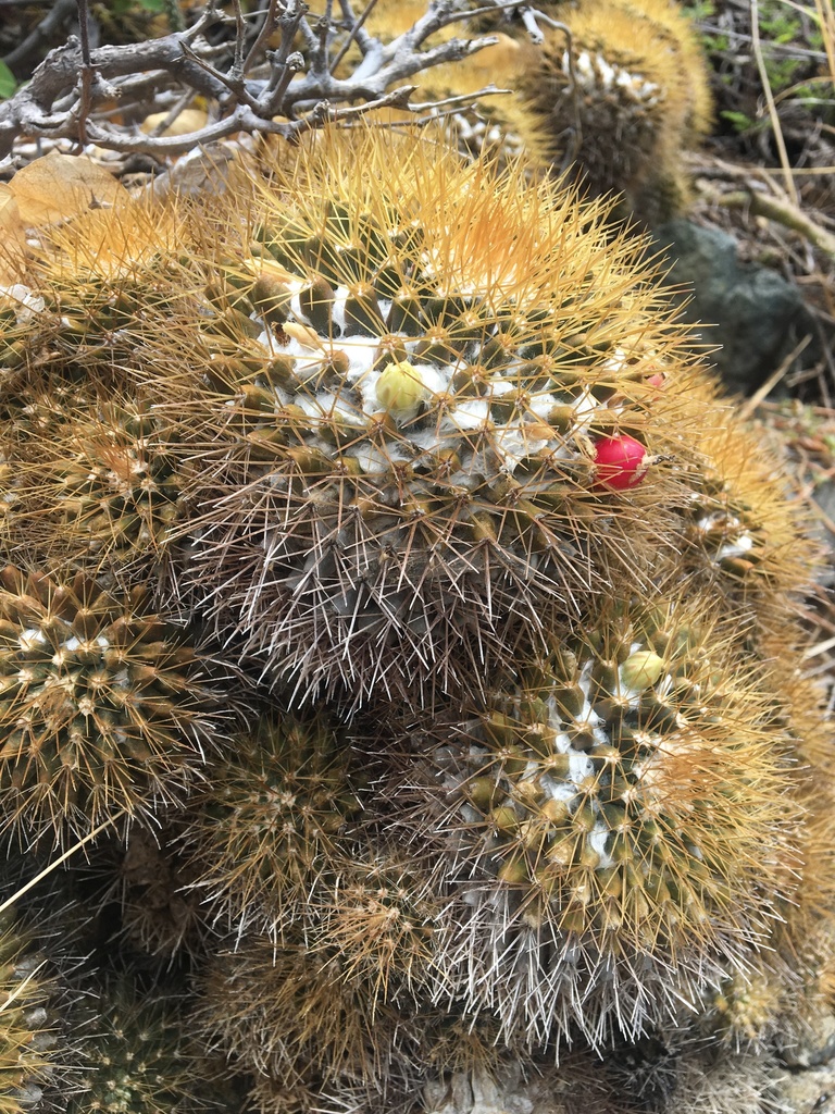 woolly nipple cactus